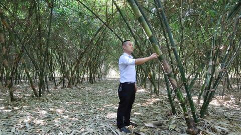 Đắk Lắk: Đánh thức tiềm năng cây tre, hướng tới ngành hàng kinh tế xanh