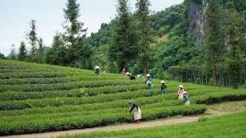 Phát triển sinh kế từ mô hình nông, lâm nghiệp kết hợp du lịch cộng đồng