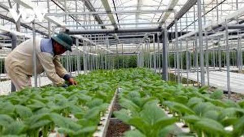 Lai Châu hướng tới chuỗi giá trị nông nghiệp xanh, bền vững