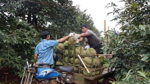 Đắk Lắk siết quản lý mã số vùng trồng, giữ vững ngành hàng sầu riêng tỷ USD