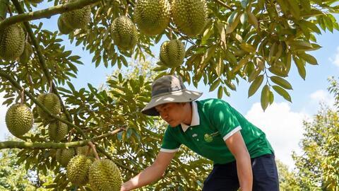 “Chinh phục” hơn 20 quốc gia và vùng lãnh thổ, sầu riêng ước đạt 4 tỷ USD