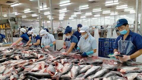 Cá tra duy trì đà tăng trưởng tích cực, cán mốc 1,3 tỷ USD