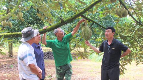 Để ngành hàng sầu riêng tỷ đô phát triển bền vững