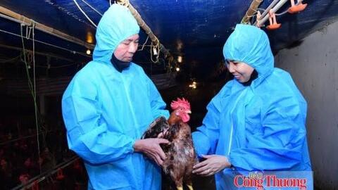 Hộ chăn nuôi liên kết cùng doanh nghiệp chia sẻ rủi ro