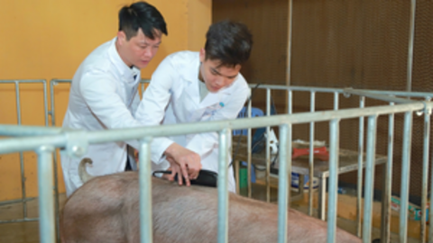 Chuyển đổi chăn nuôi bền vững không chỉ tăng năng suất