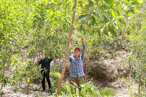 Giao đất trồng rừng, tạo sinh kế bền vững cho đồng bào dân tộc thiểu số