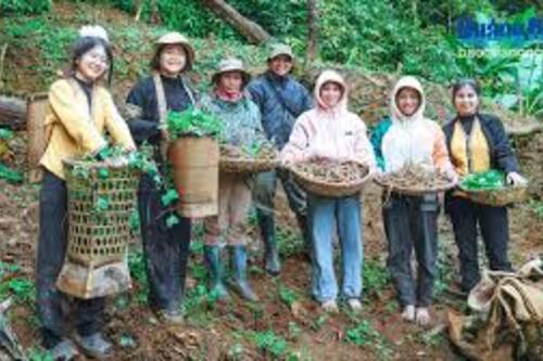 Người phụ nữ khởi xướng phát triển các loại dược liệu cho quê hương