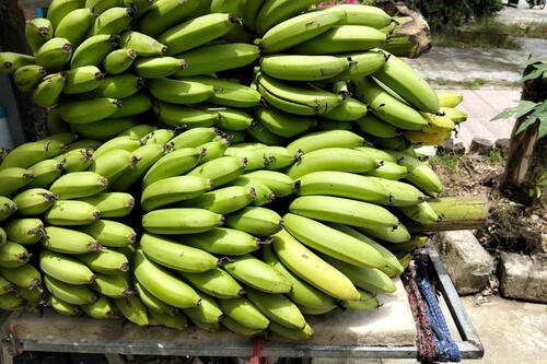 Cây 'xóa nghèo' cho đồng bào vùng cao A Lưới