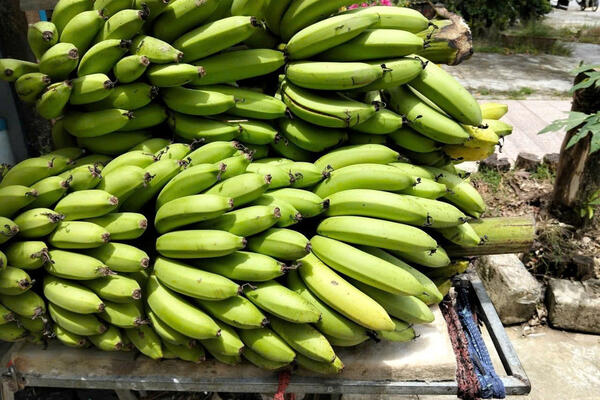 Cây 'xóa nghèo' cho đồng bào vùng cao A Lưới