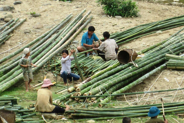 ‘Cây giảm nghèo' lên giá, rừng vùng biên Thanh Hóa phấn khởi vào vụ cuối năm