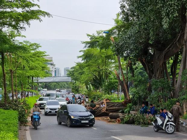 Hà Nội ùn tắc sáng đầu tuần do cành cây đa cổ thụ gãy đổ, chắn ngang đường - Ảnh 2.