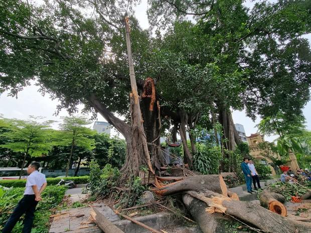 Hà Nội ùn tắc sáng đầu tuần do cành cây đa cổ thụ gãy đổ, chắn ngang đường - Ảnh 3.