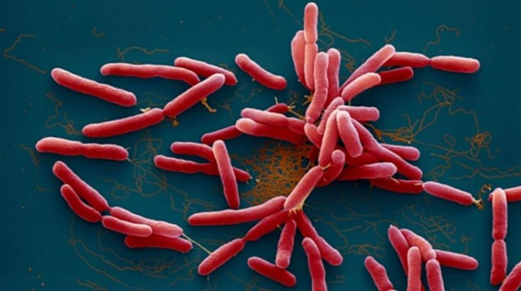 Đắk Lắk: Ghi nhận 1 trường hợp nhiễm "vi khuẩn ăn thịt người"