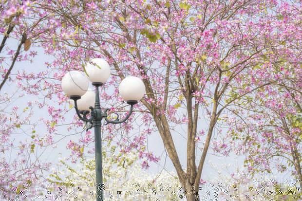 Hà Nội: Không thua kém đường Hoàng Diệu, con đường hoa ban tím ở Mê Linh cũng gây sốt rần rần - Ảnh 1.