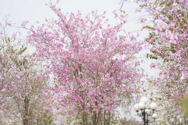 Hà Nội: Không thua kém đường Hoàng Diệu, con đường hoa ban tím ở Mê Linh cũng gây sốt rần rần - Ảnh 15.