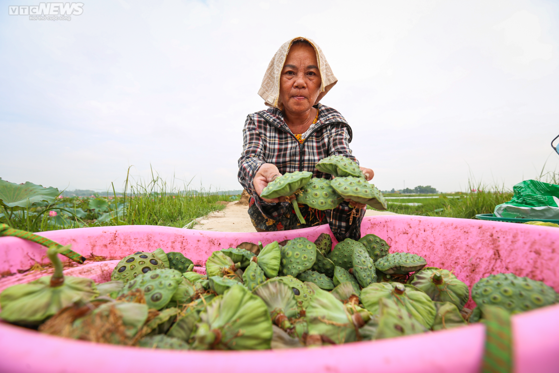 Rộn ràng mùa thu hoạch hạt ‘thần dược’, nông dân thu hàng chục triệu đồng mỗi vụ - Ảnh 16.