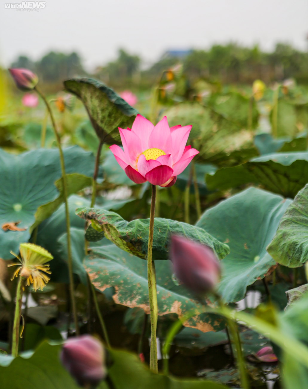 Rộn ràng mùa thu hoạch hạt ‘thần dược’, nông dân thu hàng chục triệu đồng mỗi vụ - Ảnh 3.