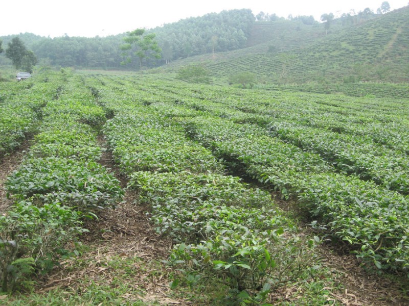 Vị Xuyên (Hà Giang): Nâng cao năng suất, chất lượng chè Shan theo hướng hàng hóa