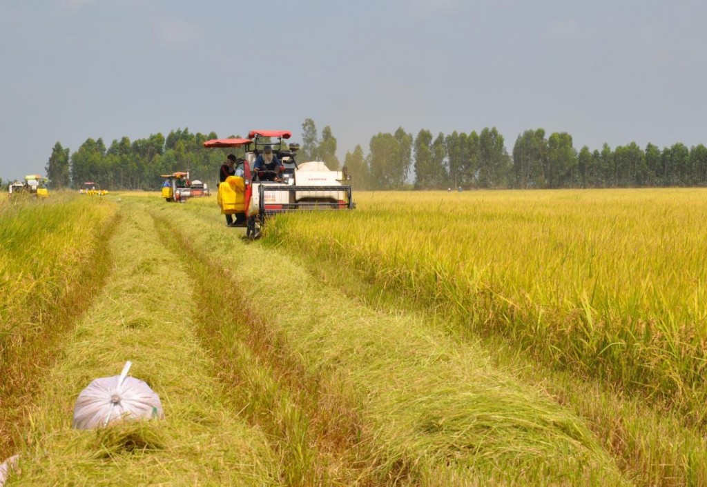 Phát triển bền vững một triệu héc-ta chuyên canh lúa chất lượng cao