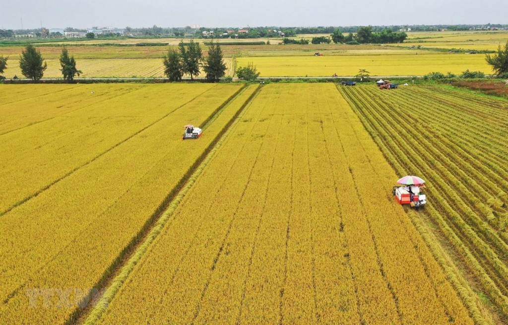 Phát triển bền vững một triệu héc-ta chuyên canh lúa chất lượng cao