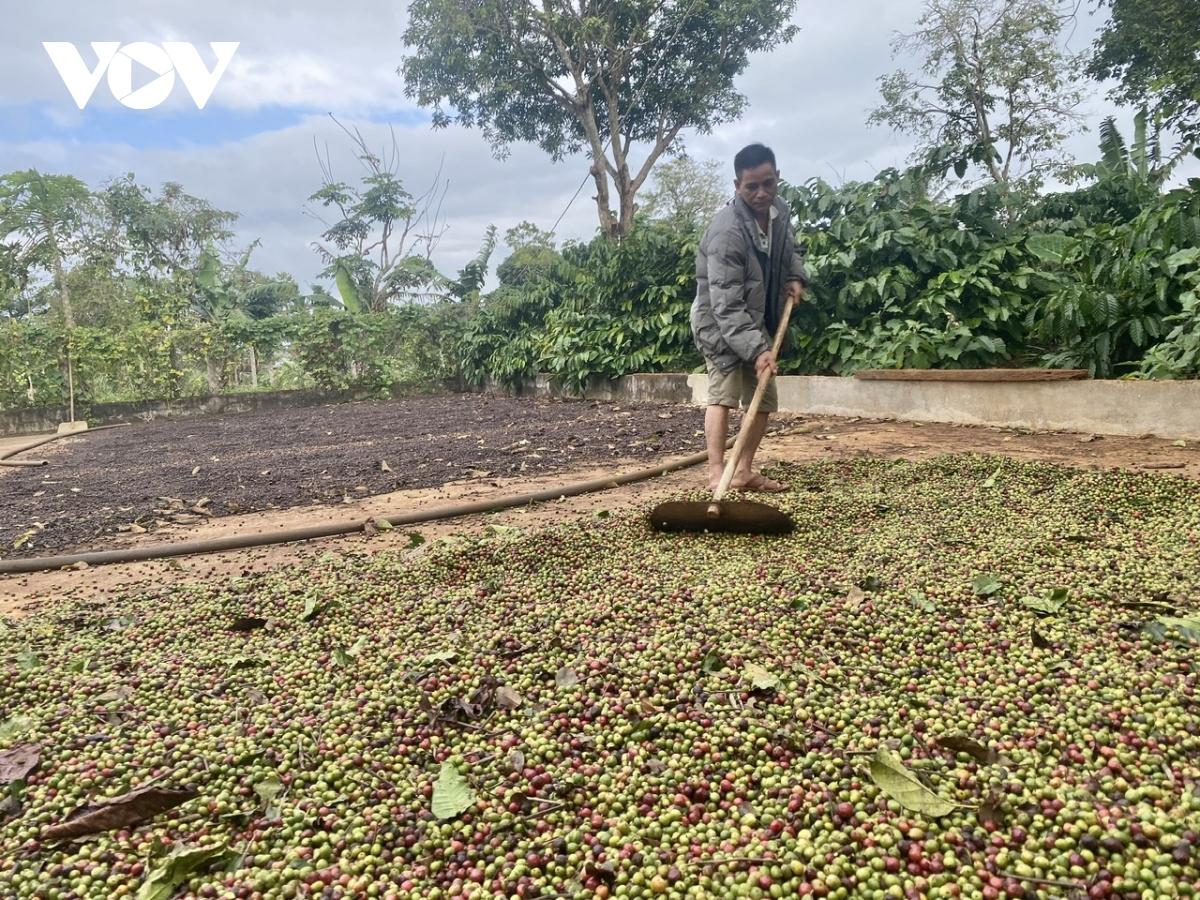 Năng suất cà phê tăng nhẹ, giá bán lập đỉnh, nông dân Đắk Lắk phấn khởi - Ảnh 2.