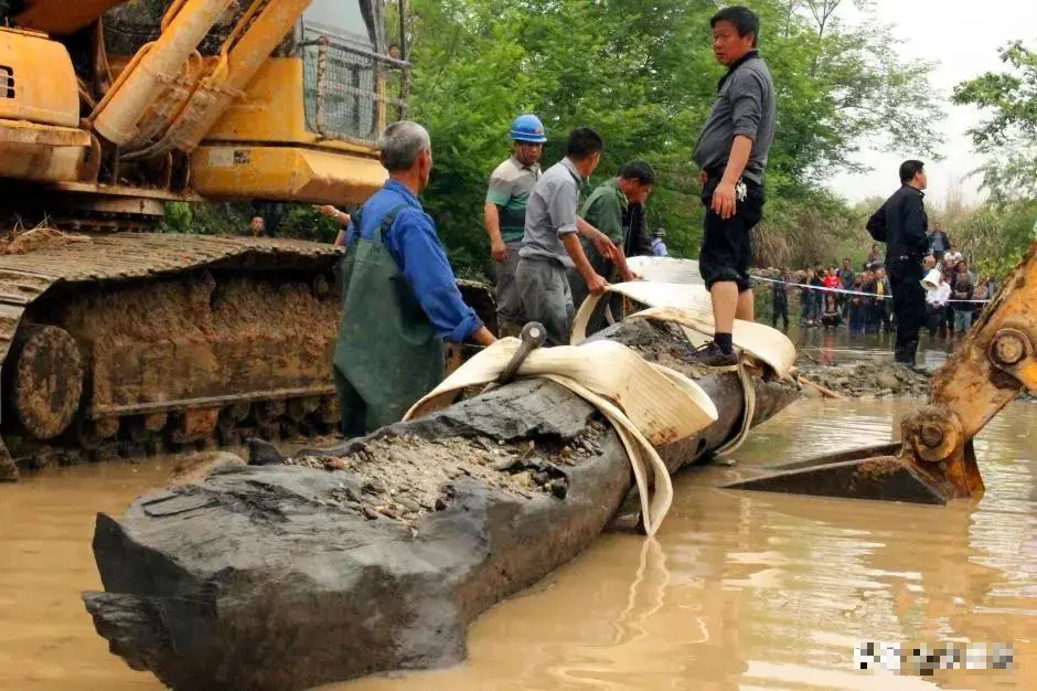 Lội sông bắt cá, người đàn ông vớt được khúc gỗ dài 8m, nặng 5 tấn: Chuyên gia khẳng định báu vật có tuổi đời 930 năm - Ảnh 2.