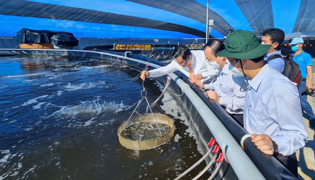 Phó Chủ tịch UBND tỉnh Bạc Liêu Lê Tấn Cận tham quan mô hình nuôi tôm siêu thâm canh công nghệ cao