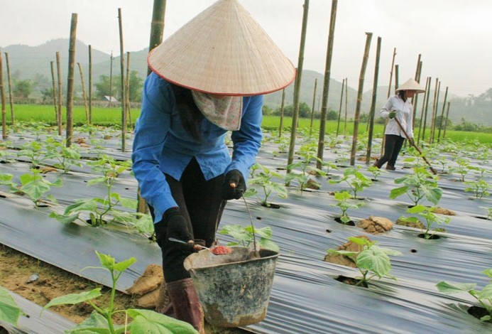 Các thành viên trong Hợp tác xã Nông nghiệp xanh xã Kim Bôi đang chăm sóc vườn bí.