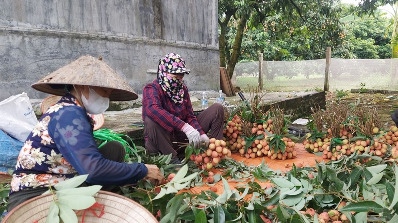 Người dân bó vải để xuất cho thương lái.