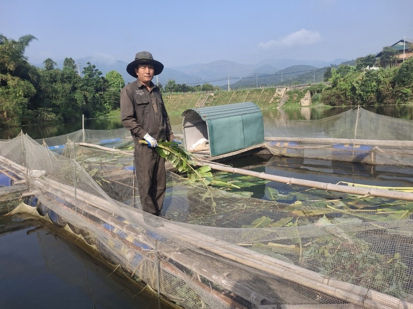 Ông Lò Văn Dũng nuôi cá lồng để phát triển kinh tế.