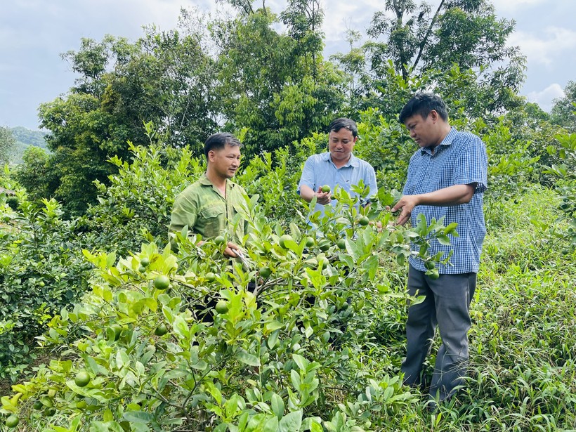 Nhiều hộ dân tại Vị Xuyên thoát nghèo từ chương trình cải tạo vườn tạp. Ảnh: Thu Biên