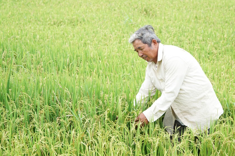 Ông Huỳnh Ngọc Hoàng gieo giống lúa Đài Thơm 8 mang lại thu nhập ổn định cho gia đình.