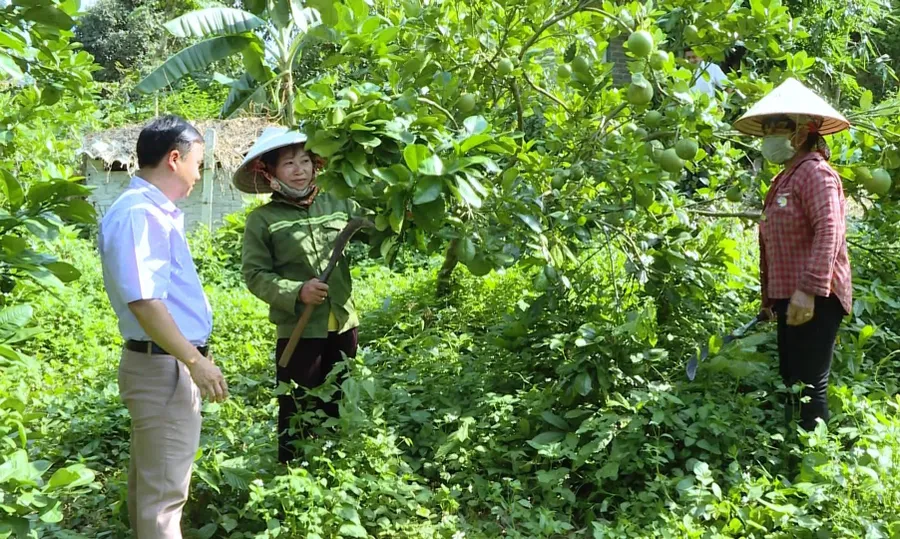 Người dân Mường Chà chăm sóc vườn cây ăn quả.