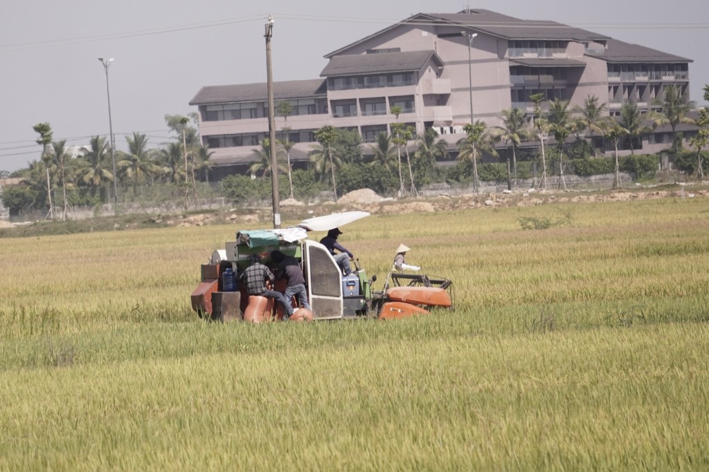 Ngành nông nghiệp tỉnh Thừa Thiên – Huế đẩy nhanh thu hoạch lúa bằng máy cơ giới, phấn đấu hoàn thành trước 5/9 tránh mưa lũ (Ảnh Đ.Minh)