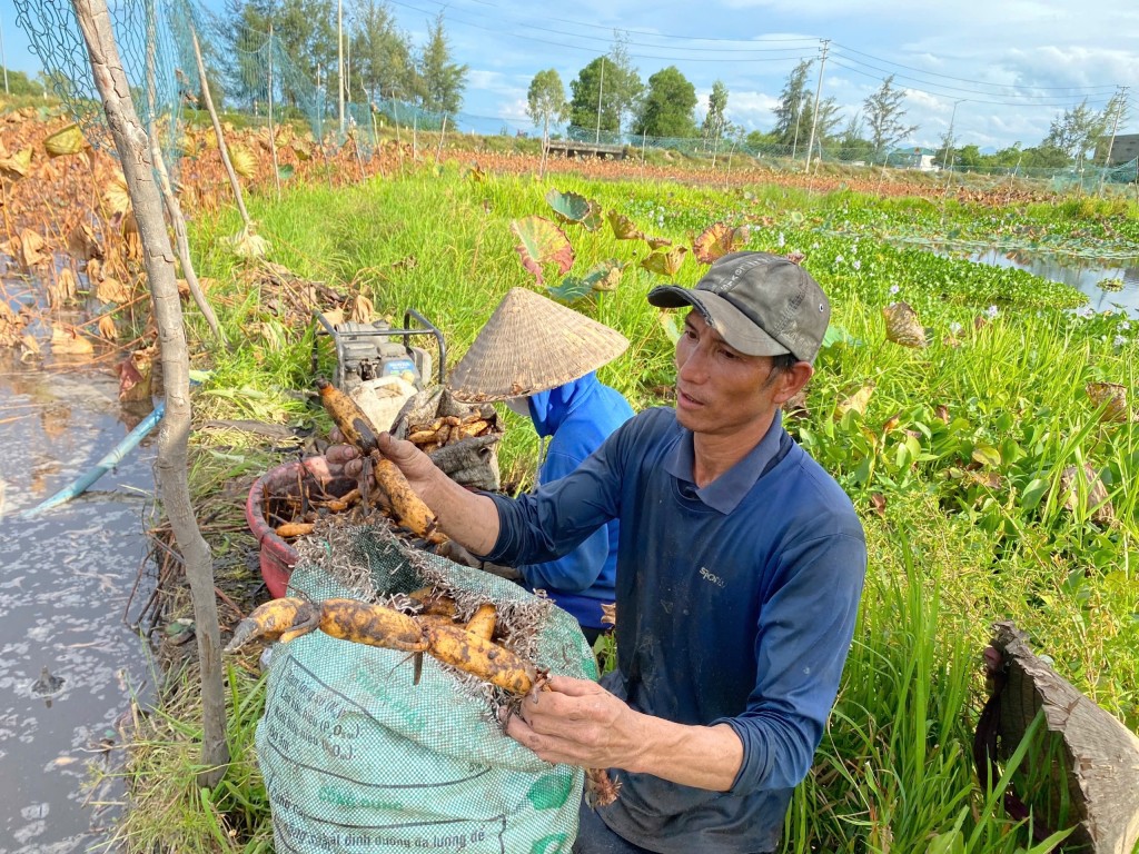 Anh Phan Bá Ly (xã Vinh Thanh, huyện Phú Vang) đánh giá cao việc chuyển đổi trồng lùa kém năng suất sang trồng sen (Ảnh Đ.Minh)