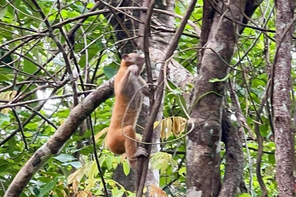 Các điều tra ban đầu về đa dạng sinh học trong khu vực đã thống kê được trên 300 loài động vật với 83 loài thú