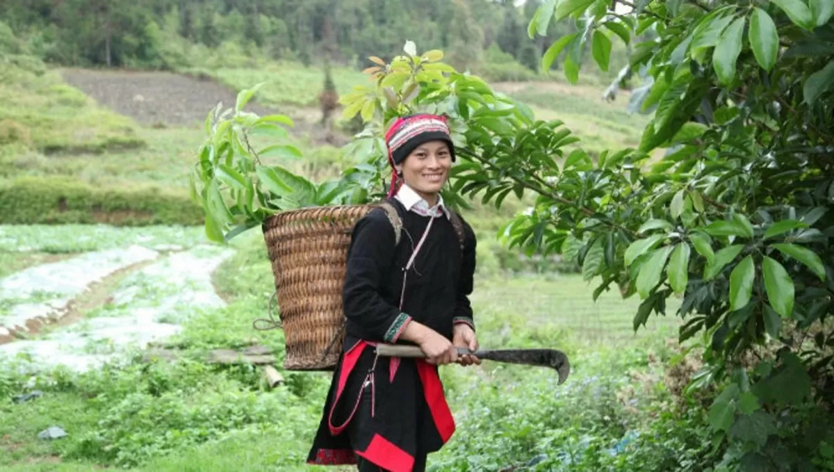 Phát triển dược liệu – Nâng cao sinh kế cho đồng bào người Dao Nặm Đăm