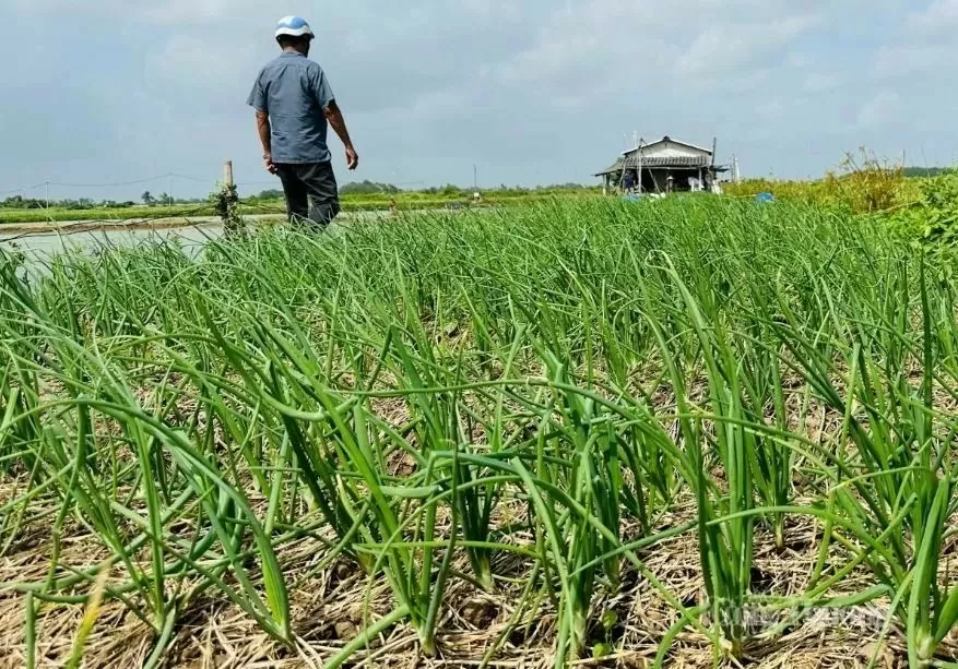 Sóc Trăng: Hành tím hữu cơ mở hướng mới cho nông dân Sóc Trăng: Hành tím hữu cơ mở hướng mới cho nông dân Vĩnh Châu