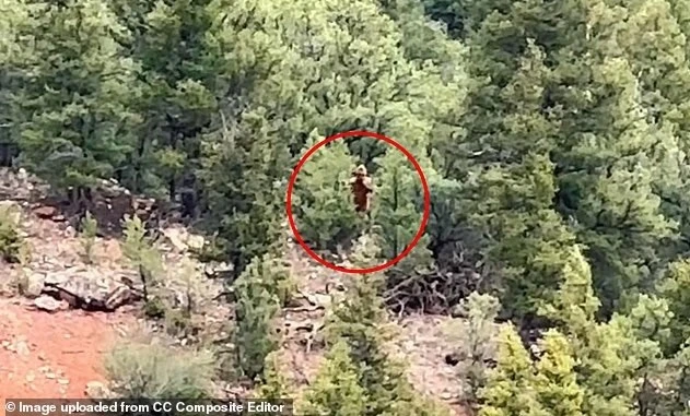 Thêm bằng chứng Bigfoot từ Colorado gây chấn động