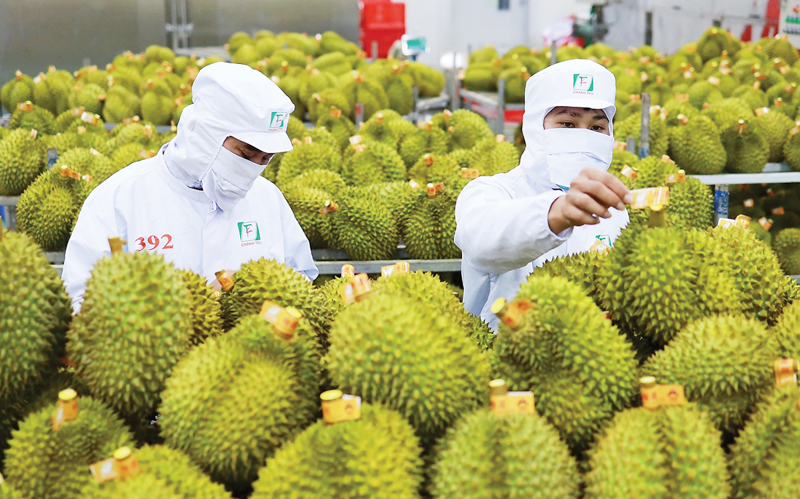 Từng được ví như “ngôi sao sáng” trong xuất khẩu nông sản của Việt Nam, sầu riêng đang đứng trước ngã rẽ quan trọng, hoặc chuyển mình để thích ứng, hoặc tụt lại giữa dòng chảy cạnh tranh khốc liệt toàn cầu