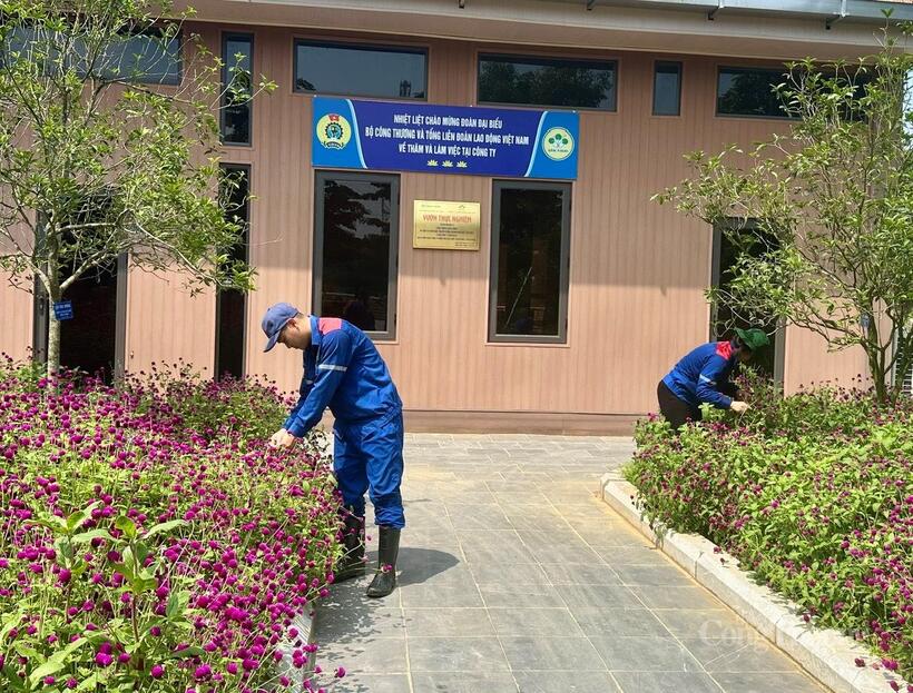 Vườn thực nghiệm của Công ty Cổ phần Supe Phốt phát và Hóa chất Lâm Thao. Ảnh: Thu Thủy
