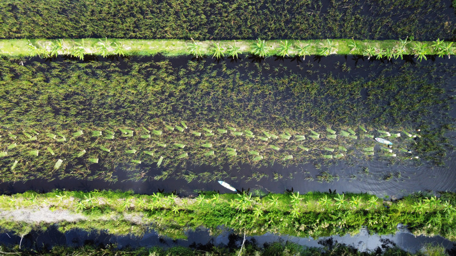 Mô hình trồng bồn bồn kết hợp cá đồng tại xã Khánh An, Cà Mau.