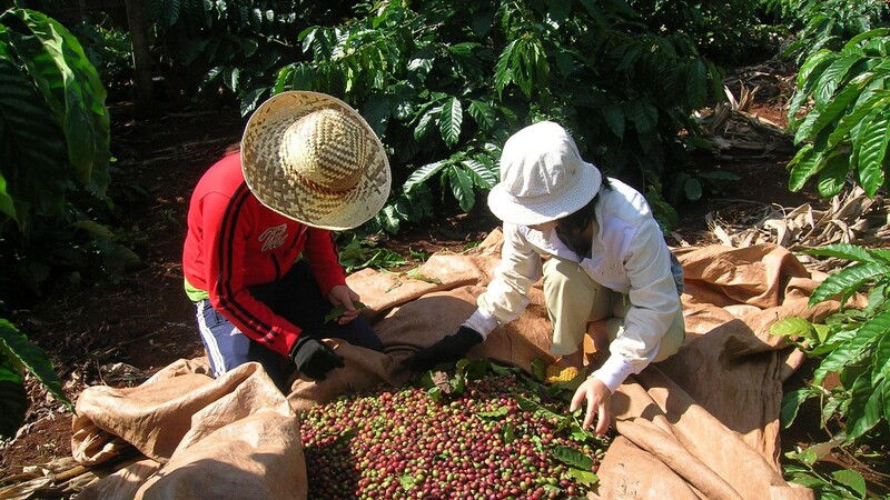 5 tháng đầu năm 2025, xuất khẩu cà phê sang Mexico tăng trưởng 8,67 lần. Ảnh: Hương Quỳnh