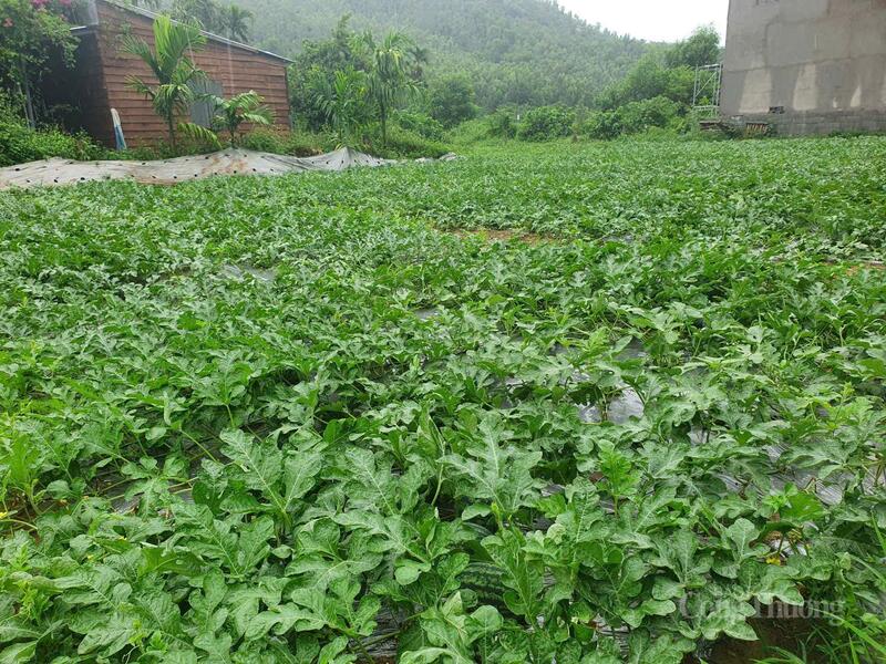 Một ruộng dưa Trường Định chưa thu hoạch (ảnh chụp sáng 25/8)