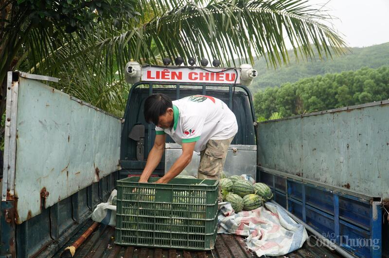 UBND phường Liên Chiểu đưa xe lên tận vùng dưa để hỗ trợ vận chuyển, tiêu thụ dưa cho người dân thôn Trường Định (phường Hải Vân)