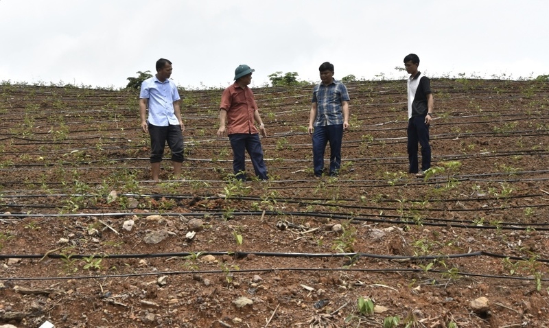 Mô hình trồng dược liệu sử dụng hệ thống tưới tự động nhỏ giọt của nông dân xã Ba Chẽ, tỉnh Quảng Ninh. Ảnh: CTV