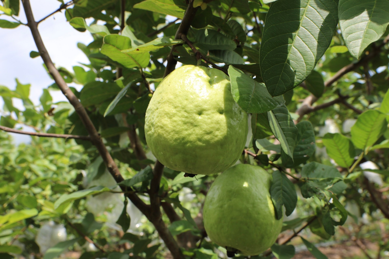 Chính quyền và người dân Linh Sơn đã và đang tích cực xây dựng thương hiệu cho quả ổi. Ảnh minh họa