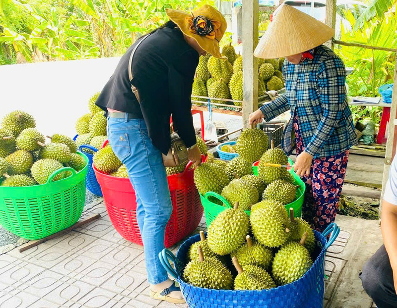 Sầu riêng là một trong những mặt hàng trái cây xuất khẩu chủ lực tại Cần Thơ.
