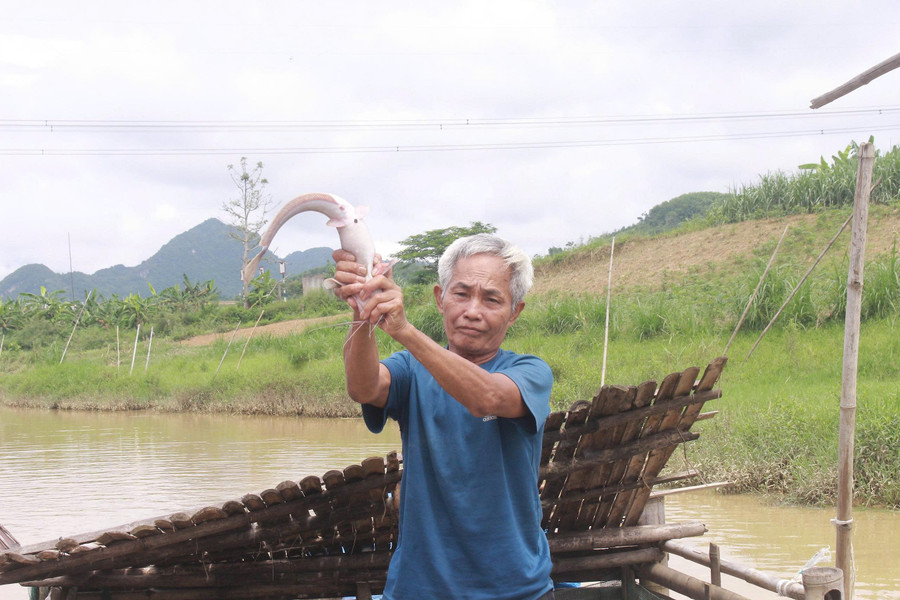 Hiện gia đình ông Tao có 3 lồng cá. 8edc3742edbd65e33cac.jpg