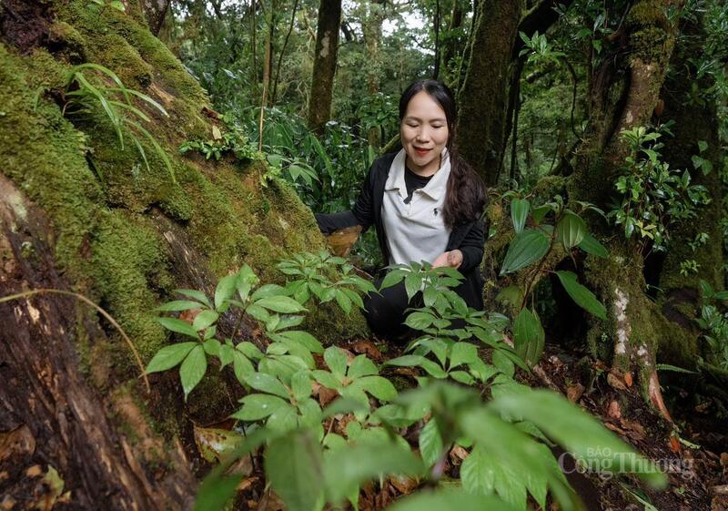 Các địa phương khu vực huyện Nam Trà My (cũ) đã đang liên kết để hình thành chuỗi du lịch đặc trưng vùng sâm